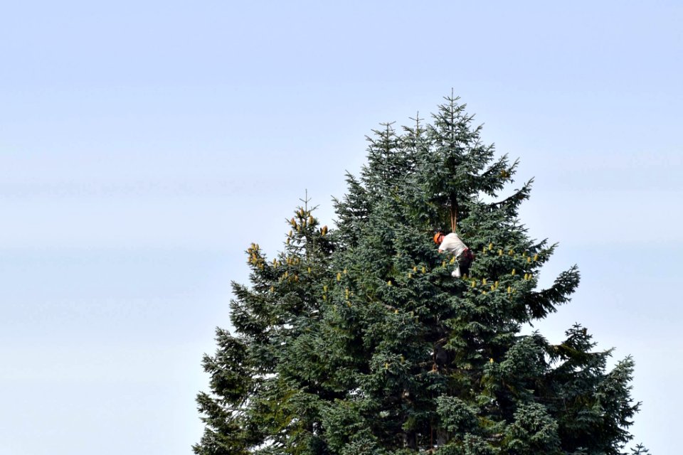 Collecting cones on a Noble fir by Luke Wallace