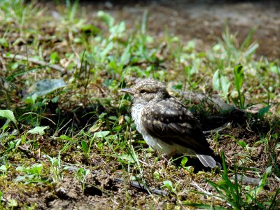 Cute Bird on the Grass photo