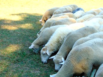 Lawn Mowing Sheep photo