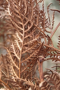 Brown flora plant