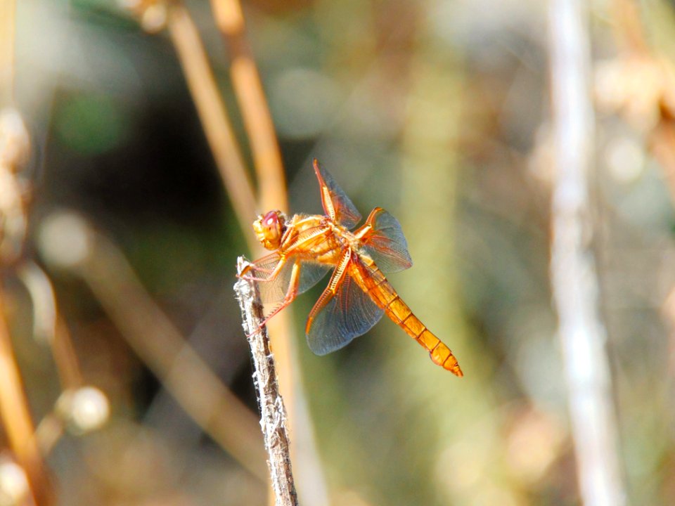 Red Dragonfly