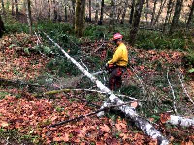 Cutting tree on ground