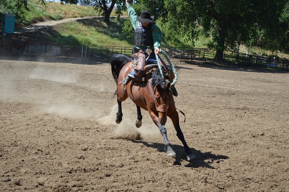 Ride one picture two brown training photo