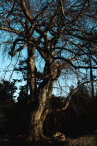 Old leafless tree photo