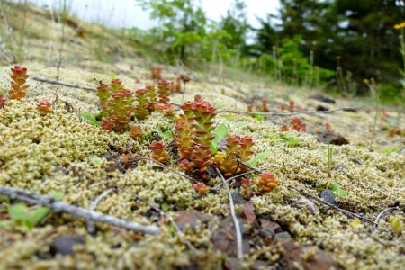 2020 Olympic sedum USFS photo.