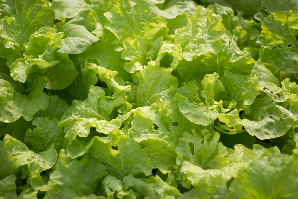 Vegetable salad green leaf