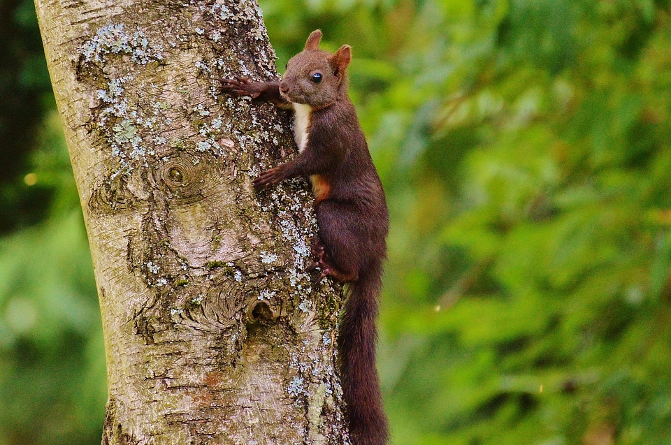 Nature rodent garden