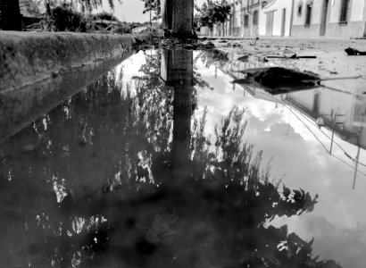 Árbol reflejado en lluvia