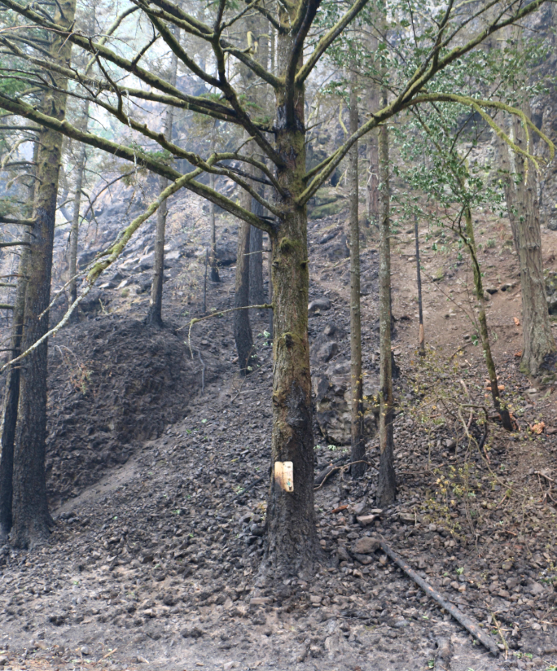 Trail in burned area showing rock fall.