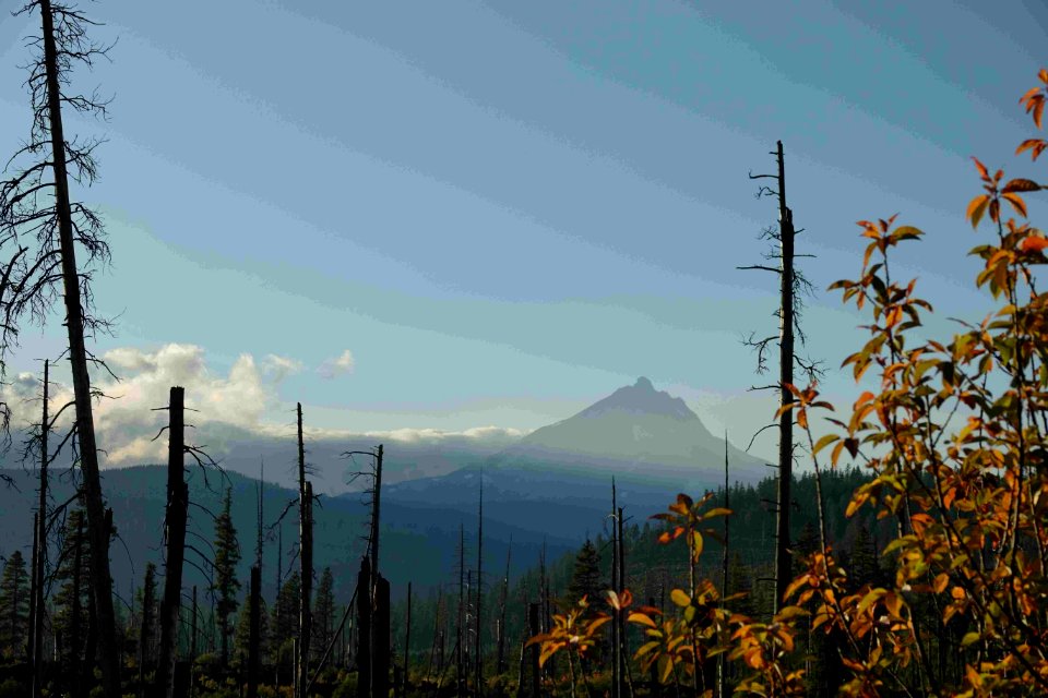 Smoky skies and burned trees, Lionshead Fire, 9-20-2020