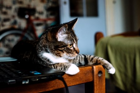 Cat sitting on a desk photo