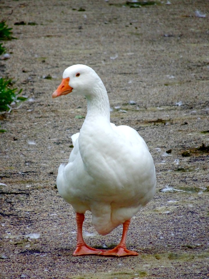 Walking goose