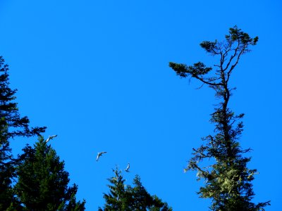 Birds flying in the sky photo