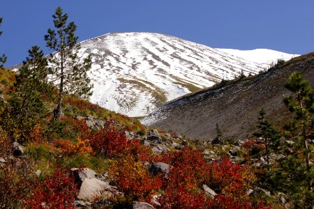Autumn colors at Sheep Canyon, Mount St Helens National Volcanic Monument