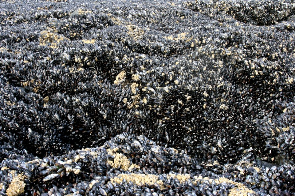 Field of Mussels, Cape Perpetua, Siuslaw National Forest
