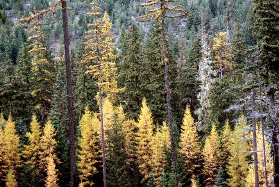 Fall color.jpg