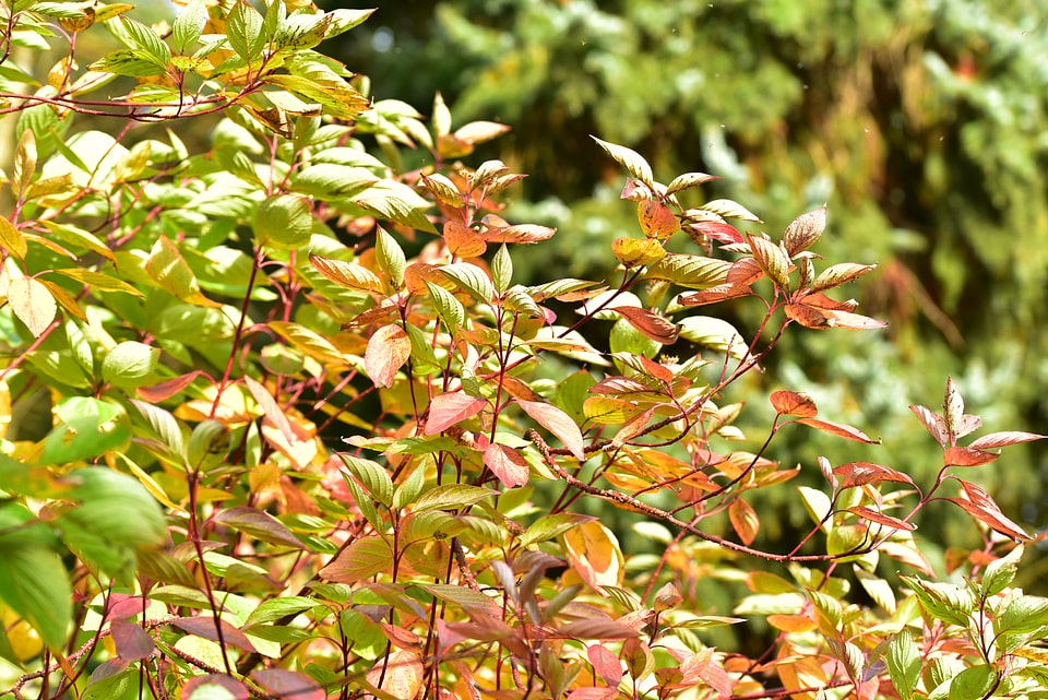Leaves in the autumn fall foliage golden
