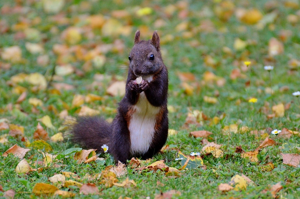 Nature rodent garden