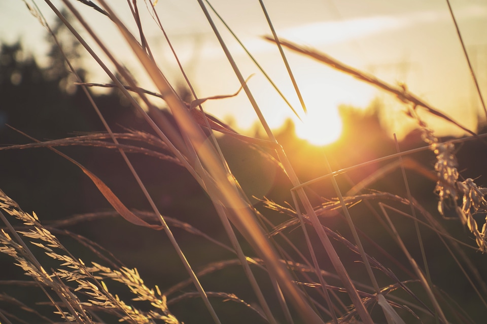 Macro nature meadow