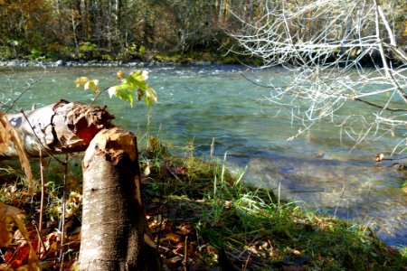 20191024 Olympic Signs of beaver near Hamma Hamma River  USDA Forest Service Photo by Betsy Howell.