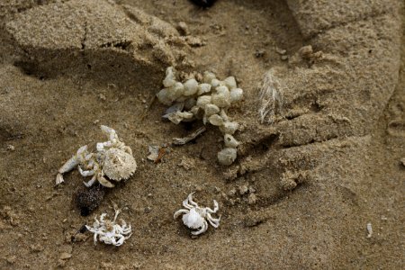 Crab shells and eggs photo