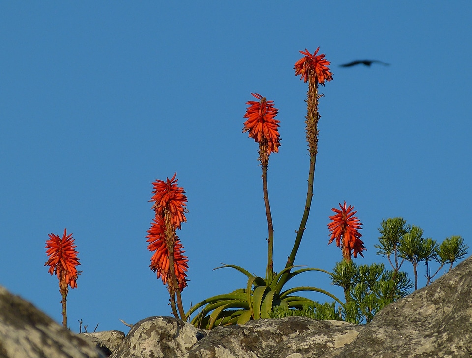 Plant agave blossom