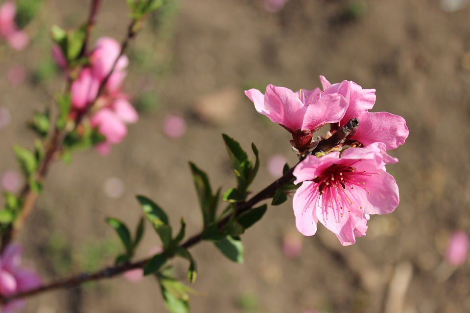 Branch peach blossoms spring