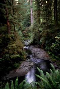 Ramona Creek, Mt Hood National Forest.jpg photo