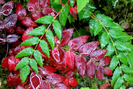 Colorful leaves near Toketee Falls on the Umpqua National Forest photo