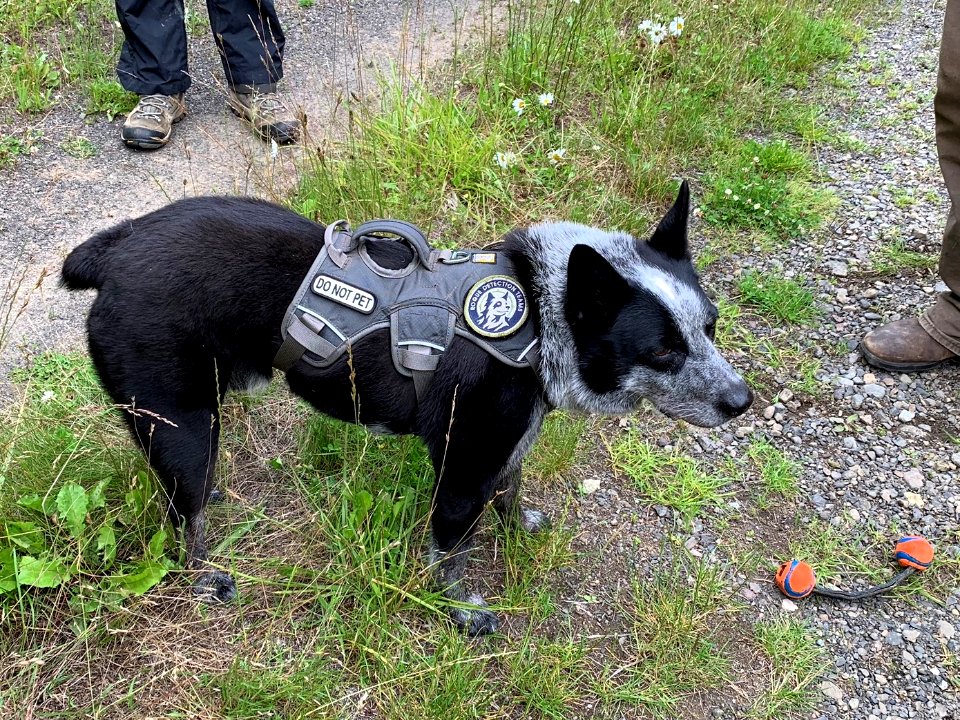2019 Olympic Pips the detection-dog