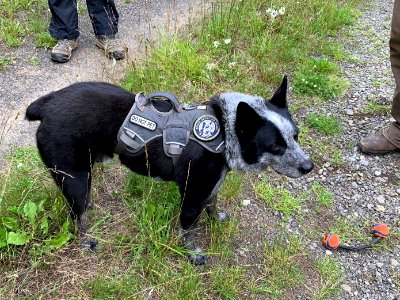 2019 Olympic Pips the detection-dog