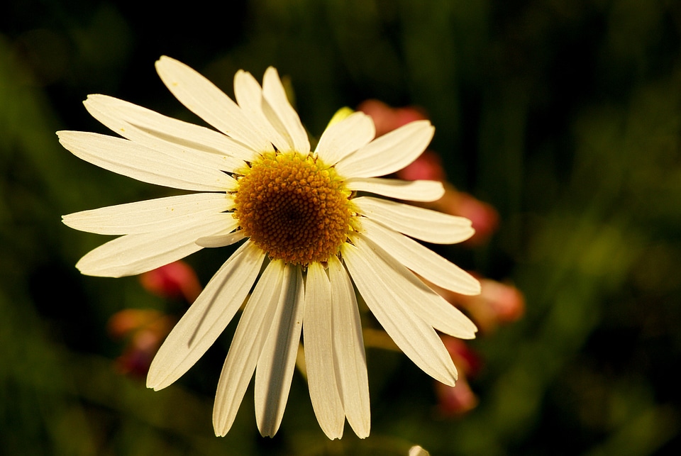 Petal flowering nature