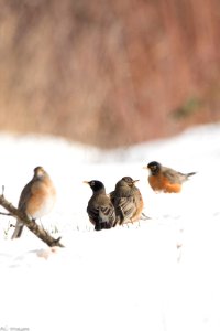 20190209  FS CRGNSA Robins in snow in Andy Coriell
