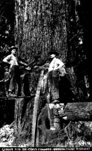 178 Giant Fir of Coos County, Oregon