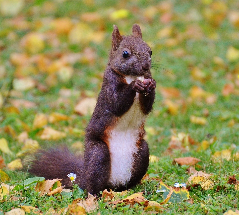 Nature rodent garden