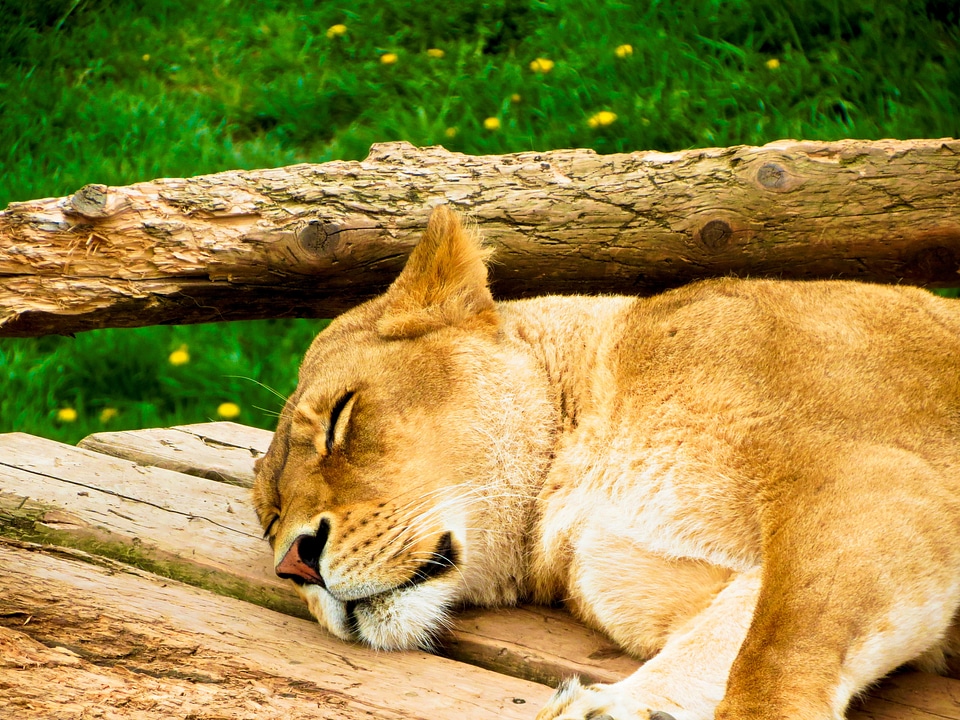 Animal africa resting