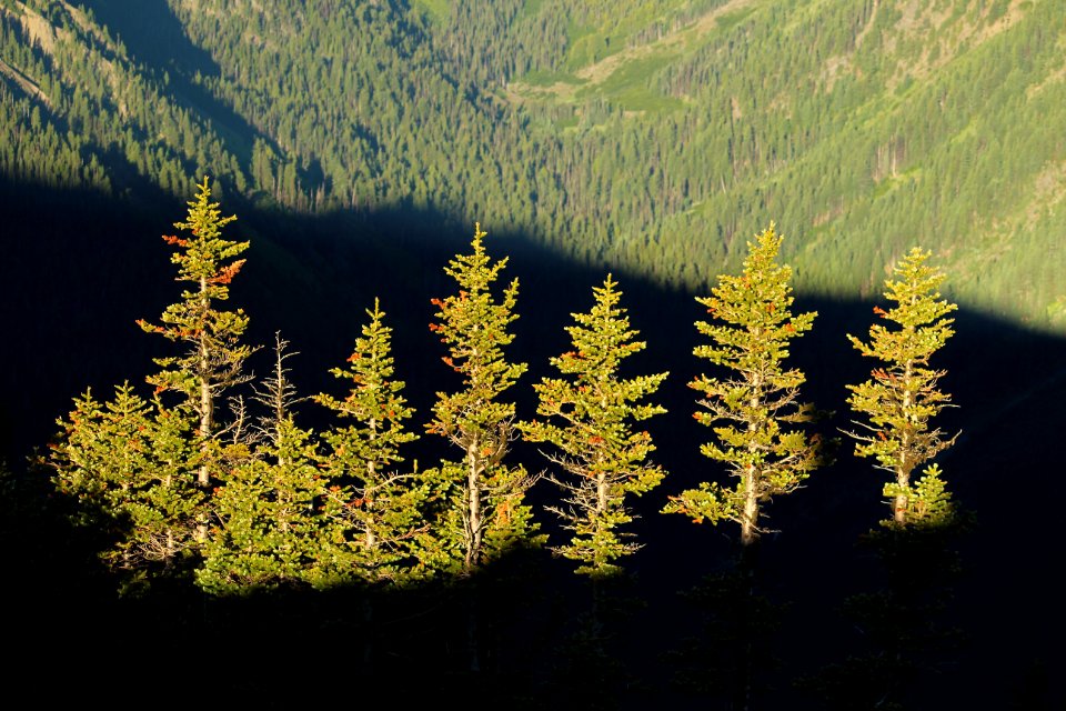 Looking south from Buckhorn Mountain, Buckhorn Wilderness on the Olympic National Forest
