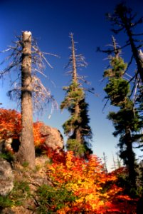 Fall color-4.jpg