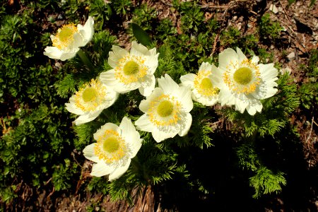 Anemone occidentalis (Western Pasqueflower) near Chinook Pass, along the Pacific Crest Trail on the Okanogan-Wenatchee National Forest photo