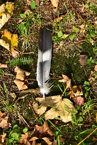 Nature forest leaves