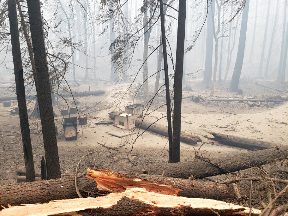 Sunstrip Campground after Riverside Fire, Mt. Hood National Forest