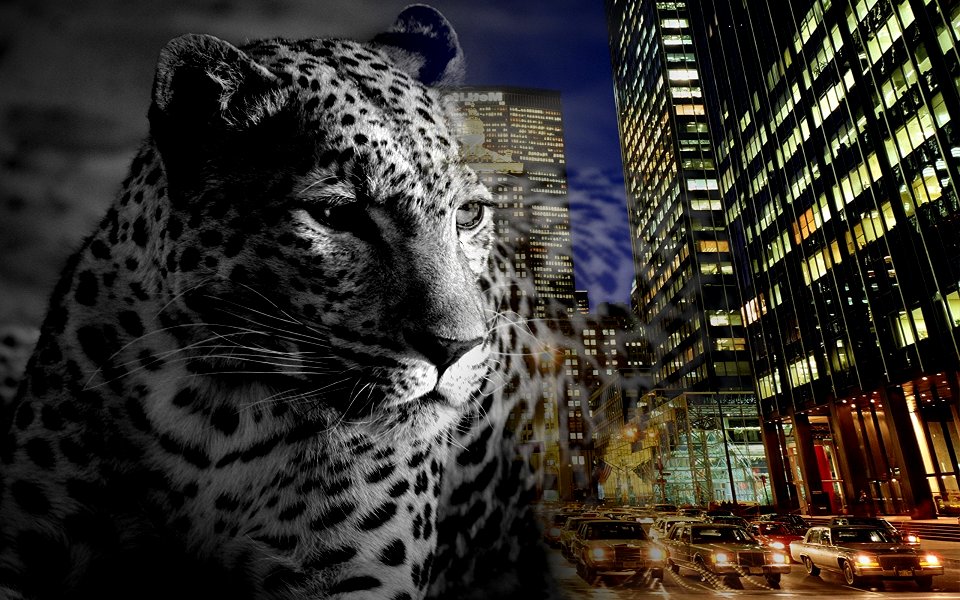 il leopardo e la citta'
