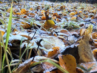 1-fall-colors--leaves-fall-frost--north-umpqua-trailjpg 48801030871 o