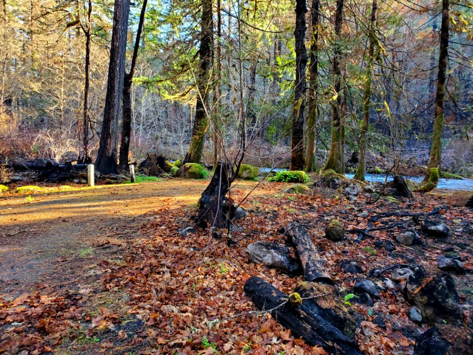 Ripplebrook Campground after Riverside Fire, Mt. Hood National Forest
