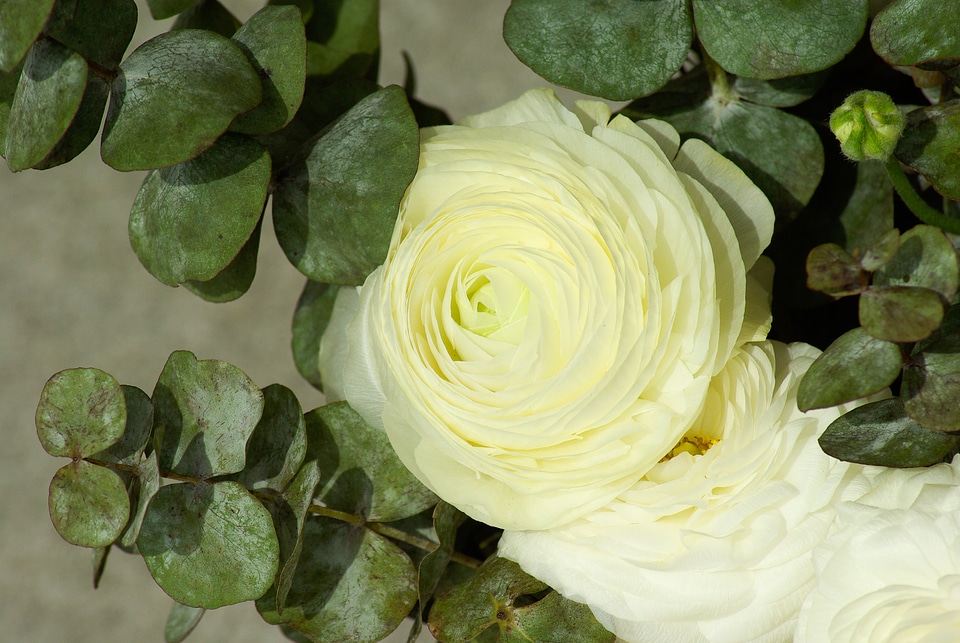 Buttercup petals flowering