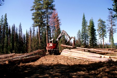 Deschutes National Forest, timber salvage logging-2.jpg photo