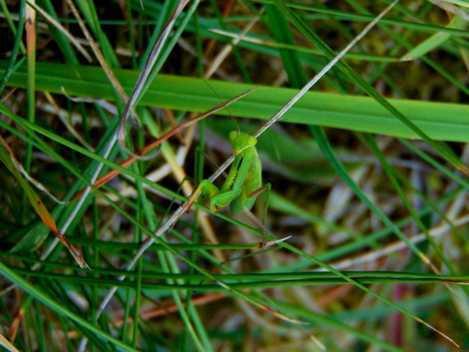 Mantis Climbing photo