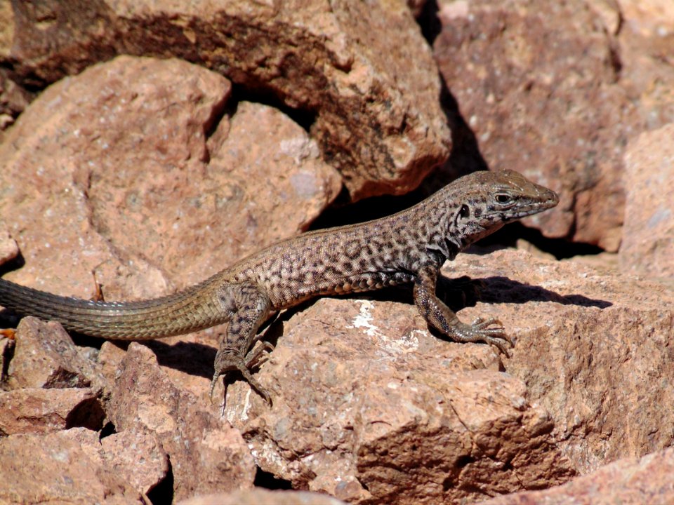 Tiger Whiptail Lizard