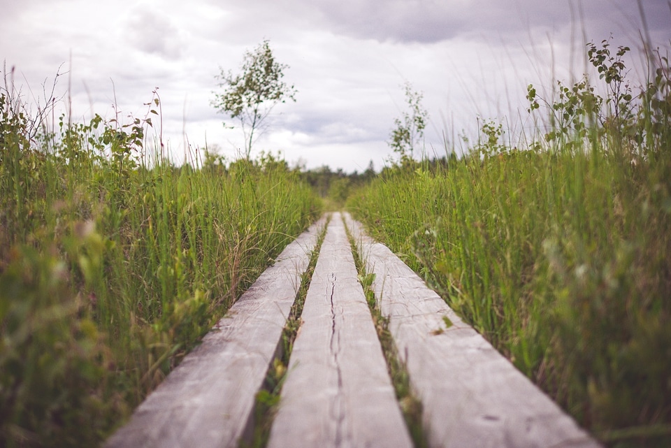 Planks grass fields