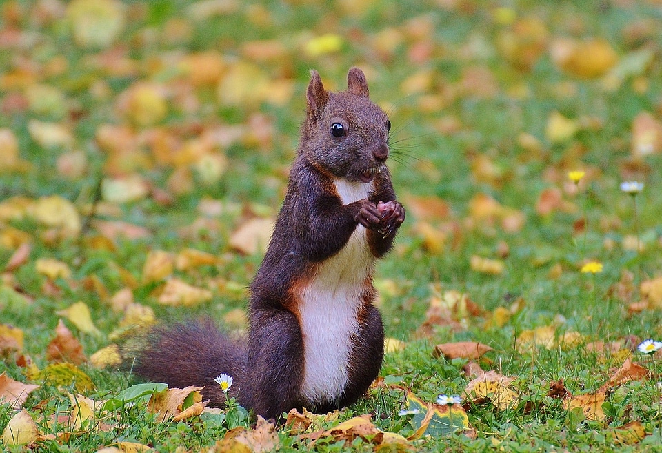 Nature rodent garden